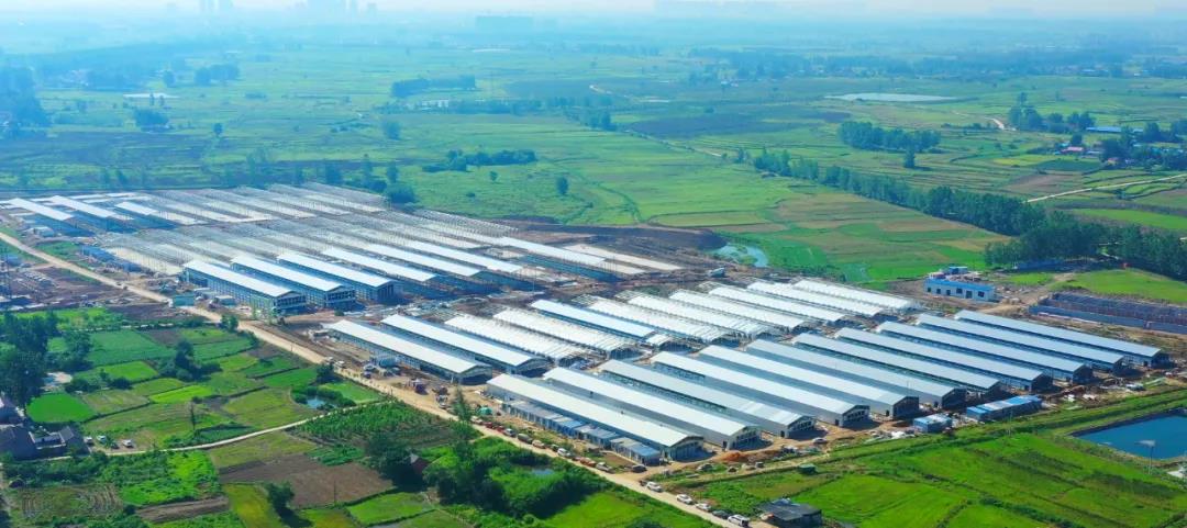 力中式快餐天下**品牌老乡鸡丨承建600万羽养殖基地