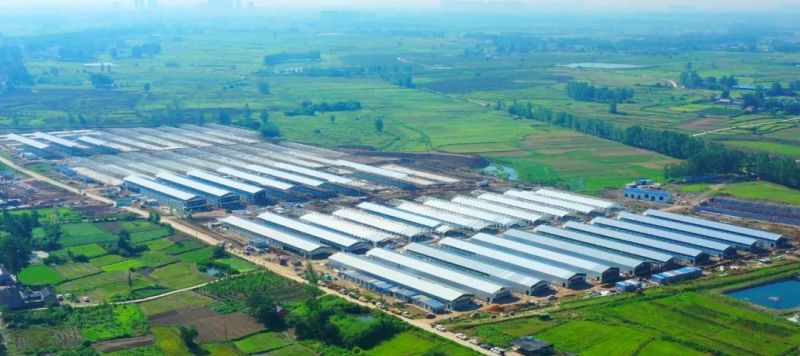 力中式快餐天下**品牌老乡鸡丨承建600万羽养殖基地