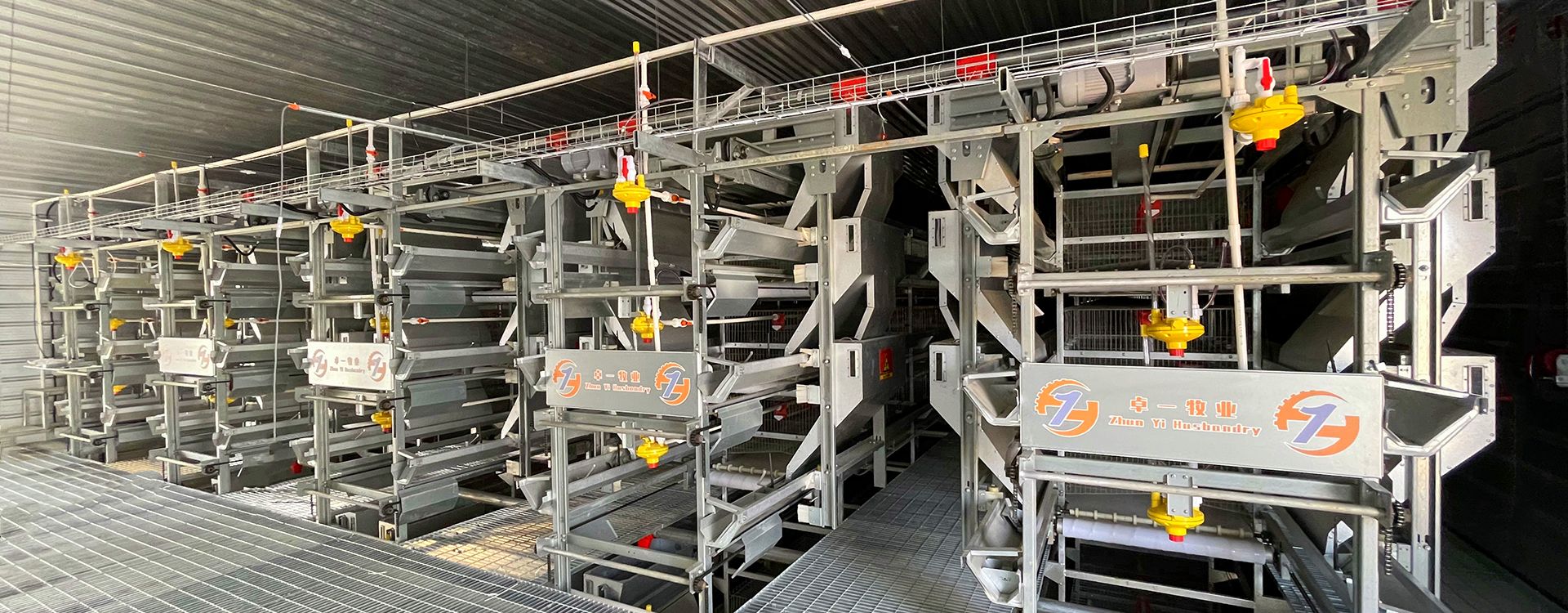 掌握蛋鸡养殖要点，轻松举行饲养事情