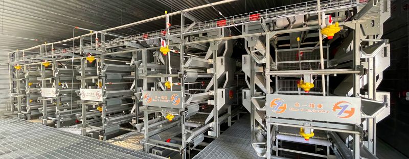 掌握蛋鸡养殖要点，轻松举行饲养事情