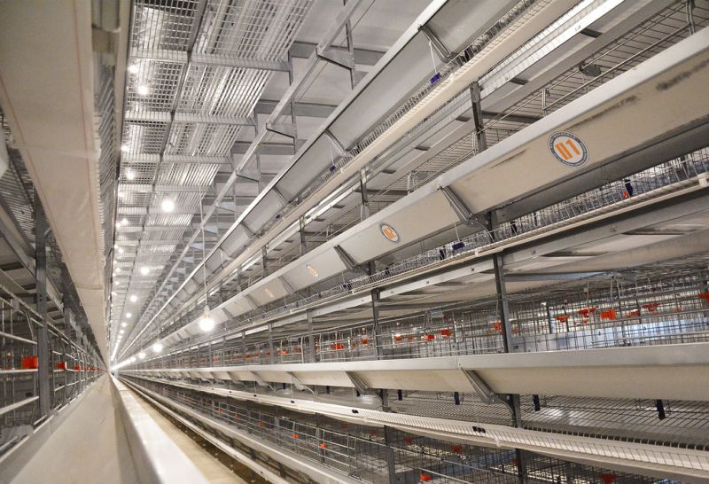 自动化养鸡装备使用要点需重视