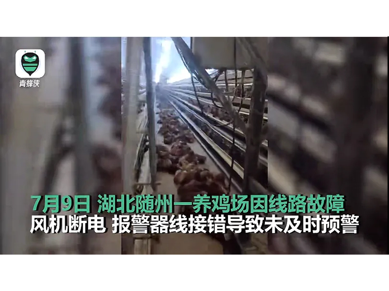 4000只鸡被热死！！！湖北养鸡场停电故障给意昂F凯捷启示