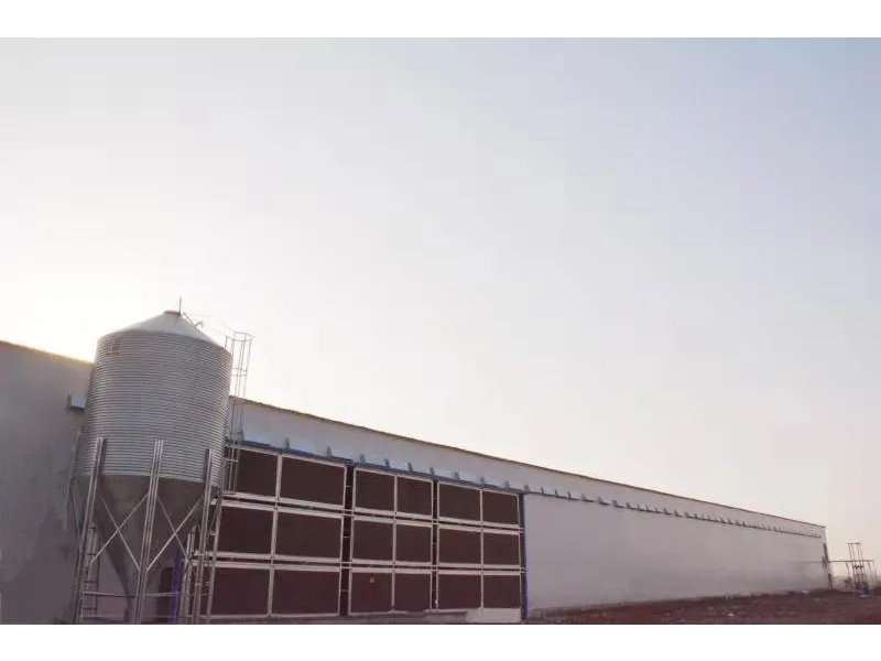 想要把鸡养好，这些细节不可忽视