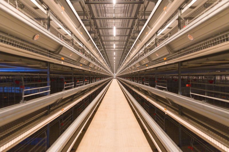  蛋鸡硬件装备图