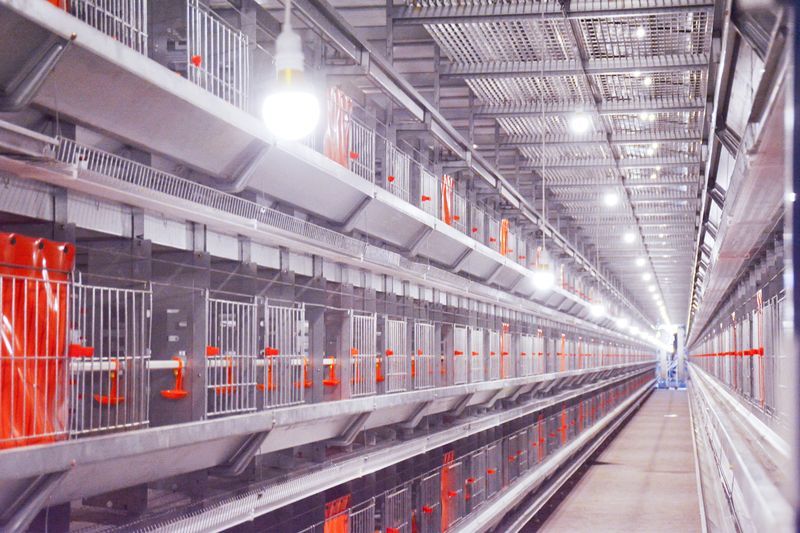 种鸡硬件装备图