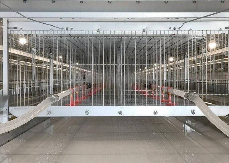  肉鸡硬件装备图