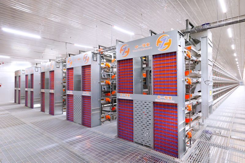 全自动化养鸡装备引领农业现代化