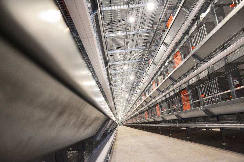  意昂F凯捷牧业接纳12层大规模工业养鸡模式，，跟进养鸡规模新趋势