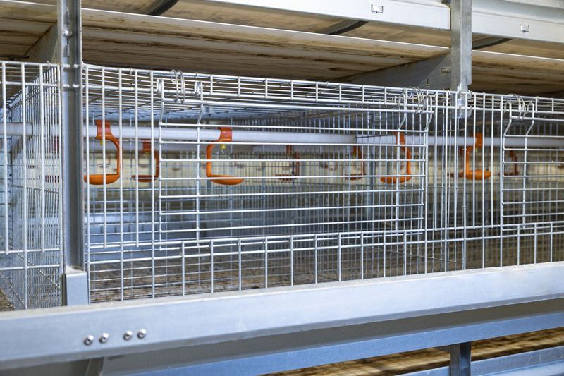 全自动化养鸡装备引领养鸡业进入新时代