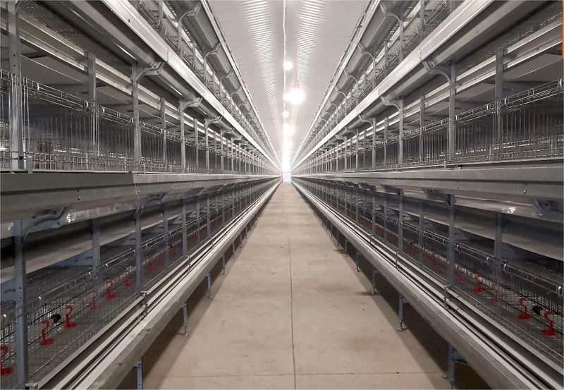 自动化养鸡装备推动养鸡业向智能化迈进