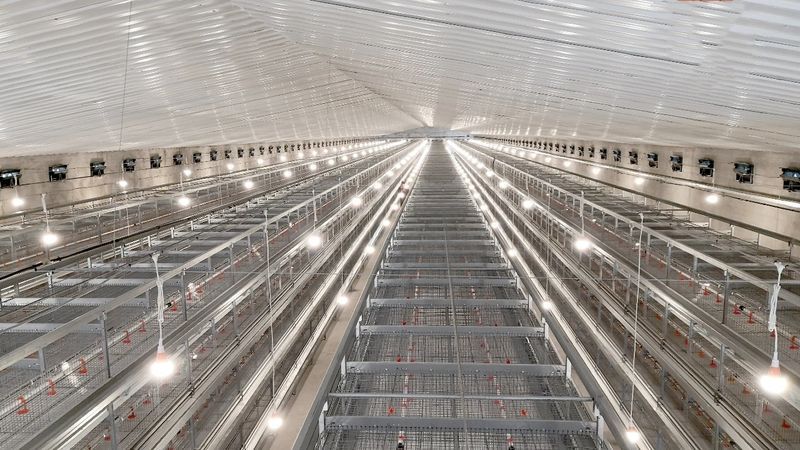 超高层叠养鸡手艺养鸡业厘革