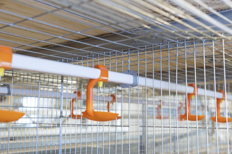 全自动化养鸡装备助力墟落振兴战略