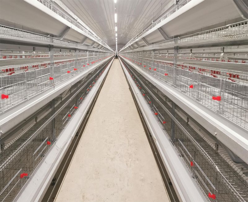 超高层叠养鸡是一种什么饲养方式？？