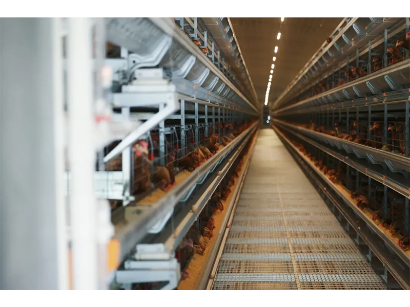 规模养鸡场怎样提防和应对雷暴大风等强对流天气？？