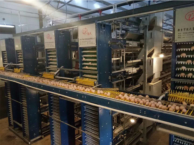 自动化养鸡装备引领养鸡业智能化转型