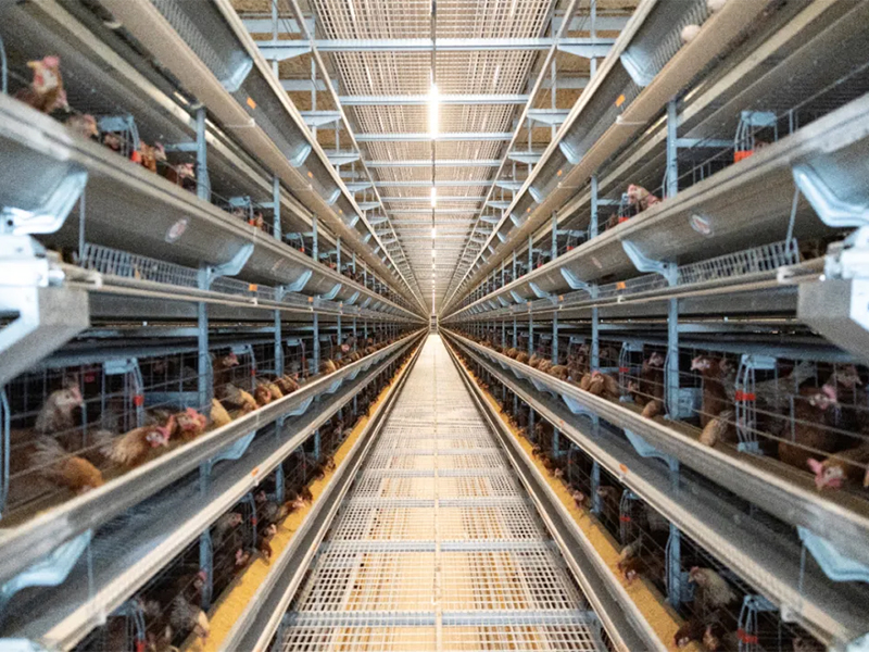 秋季养鸡，怎样做好鸡舍的透风治理事情？