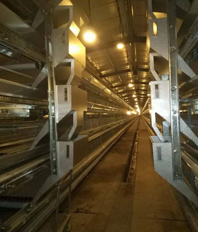 12层大规模工业养鸡：开启养鸡业新篇章