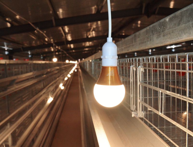 智能化养鸡装备：：：提升效率，，，包管品质的立异选择