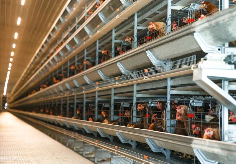 高温来袭，，，赶忙去看看你家的鸡咋样了！！！